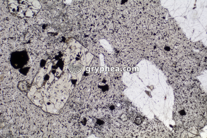 Trachyte LPNA x10 - gryphea.org